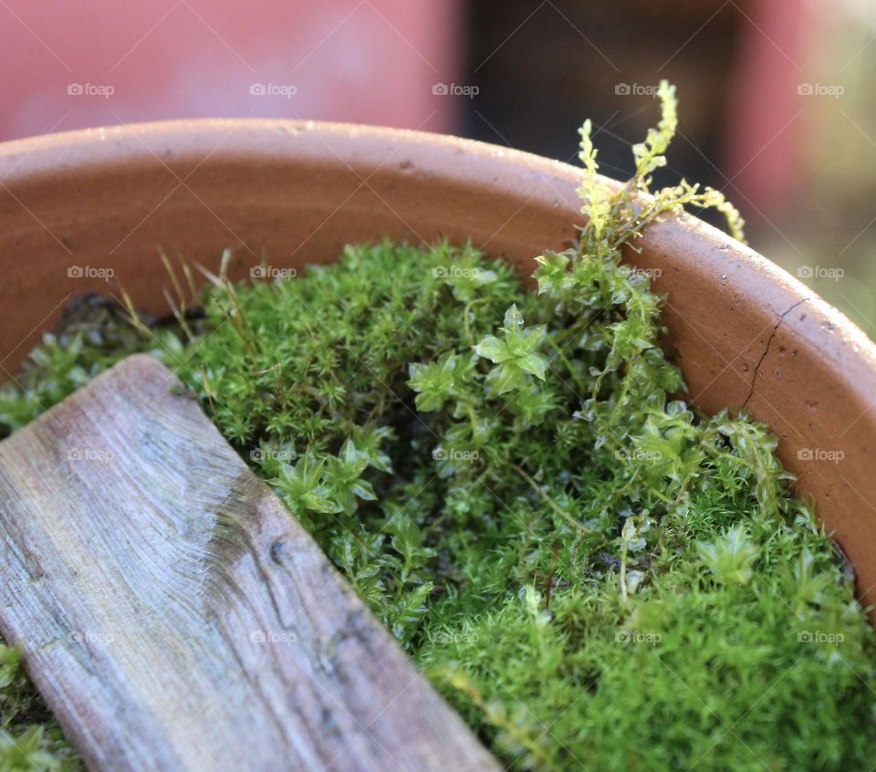 Reaching for the edge; Wild Moss in a clay pot