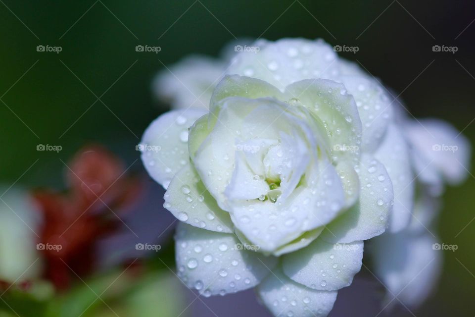 White flower with raindrops