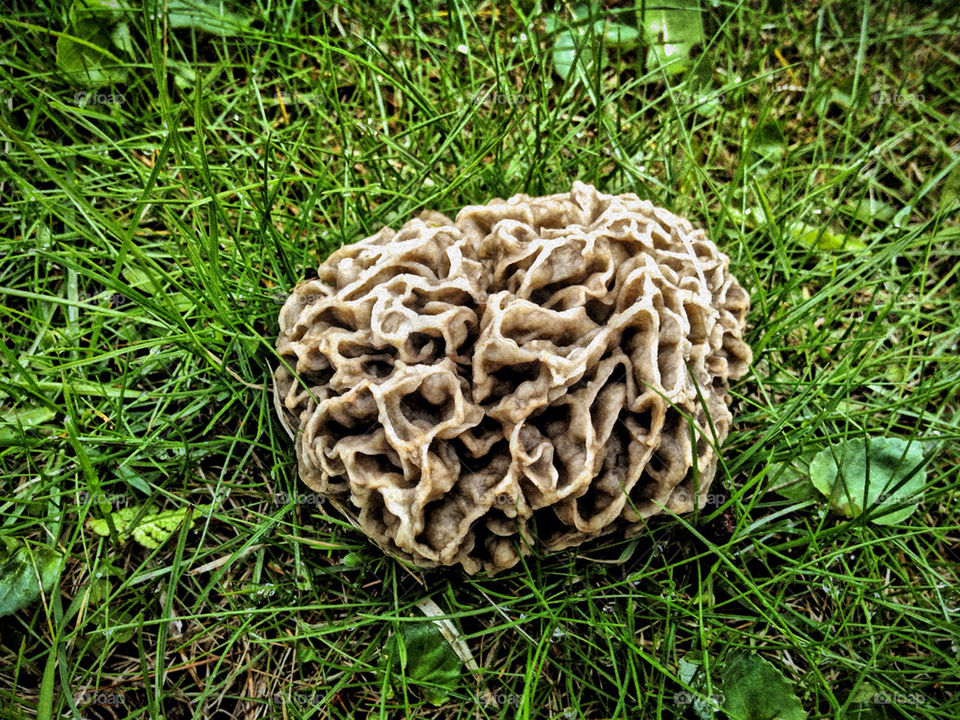 green pretty macro closeup by somebeach