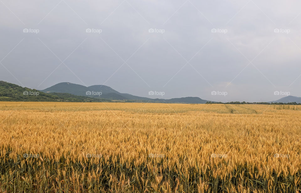 wheat field