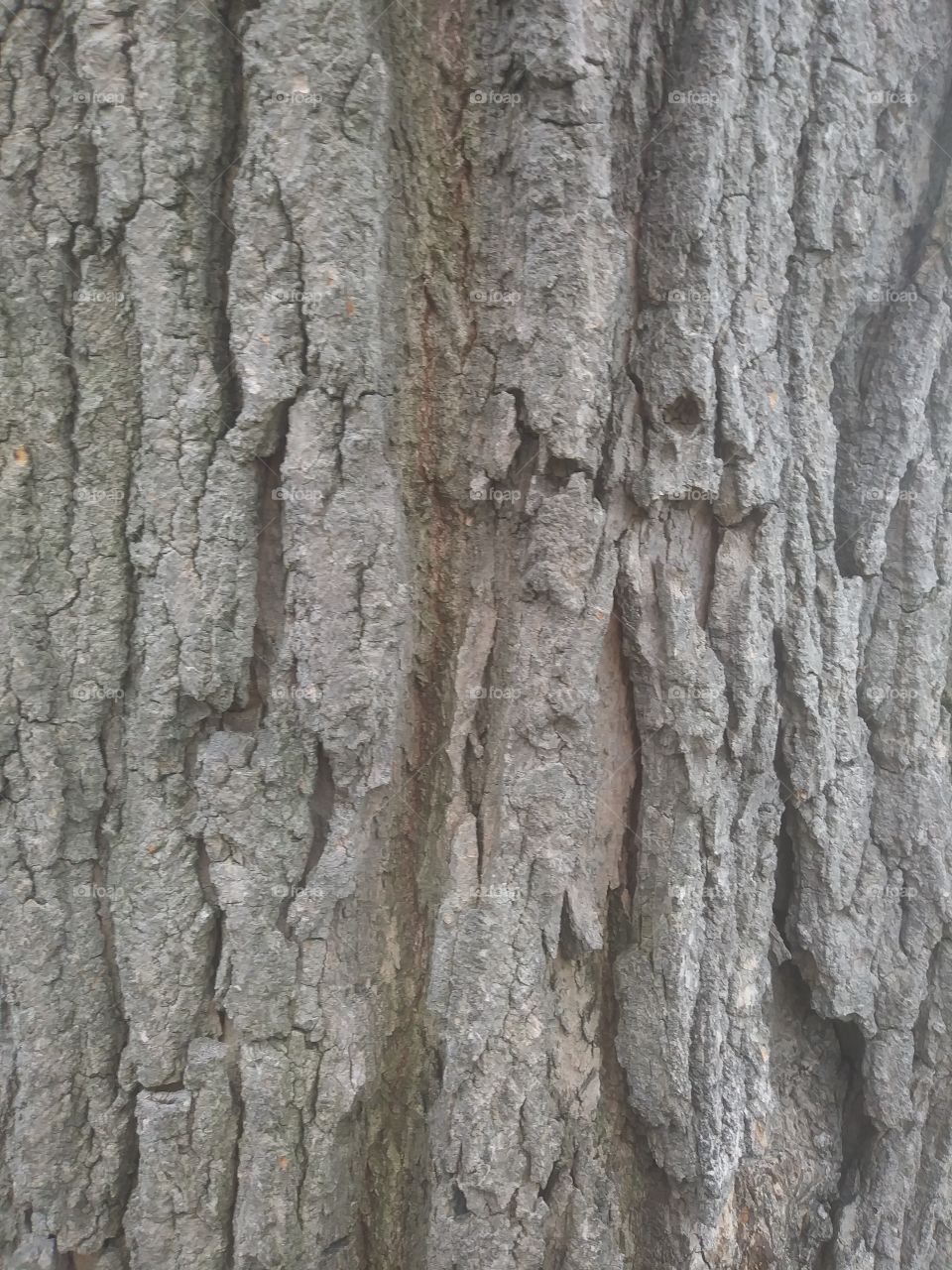 TREE BARK