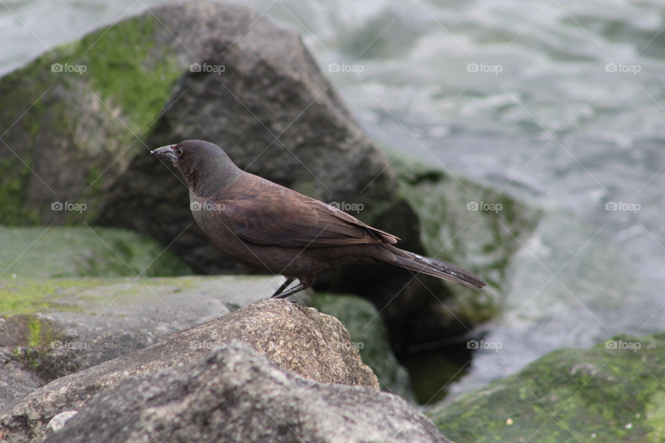 Common grackle (female) at river’s edge 