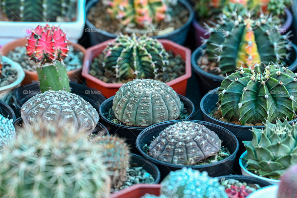 Beautiful texture of cactus