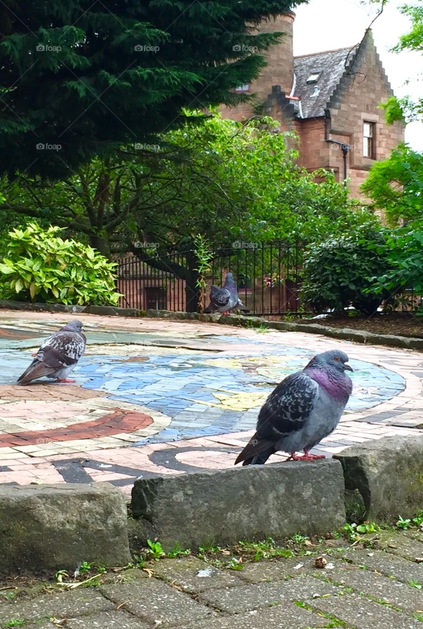 Pigeons at peaceful park in Glasgow