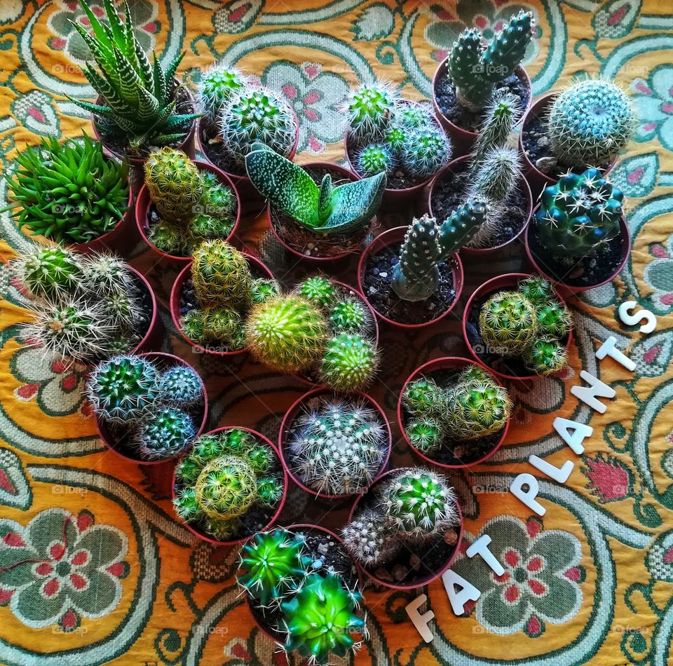 Fat seedlings arranged in a heart shape