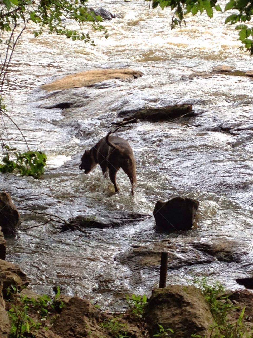 Dog at River near Athens Georgia