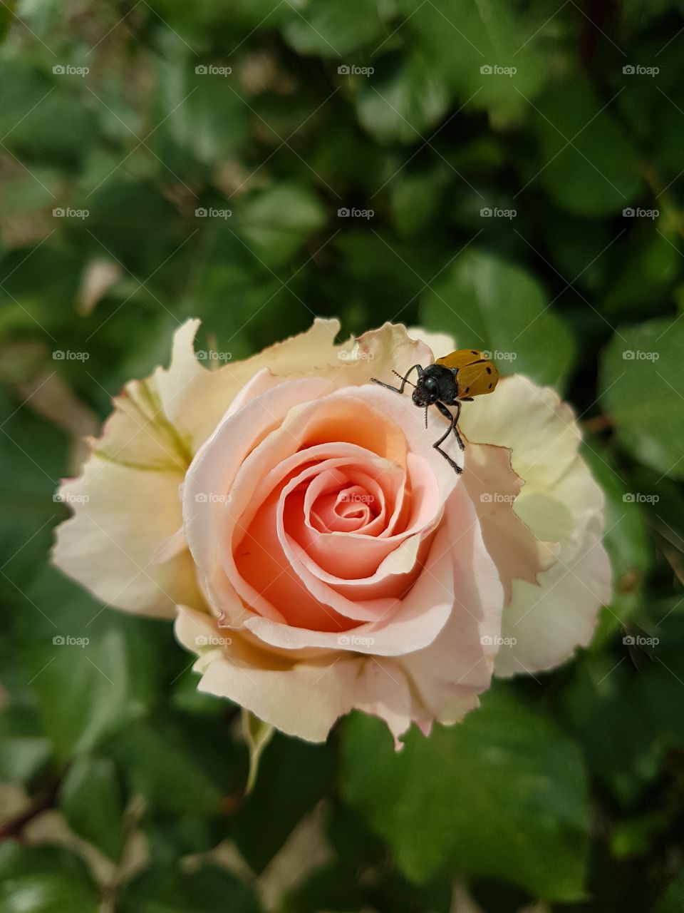 Insect on rose