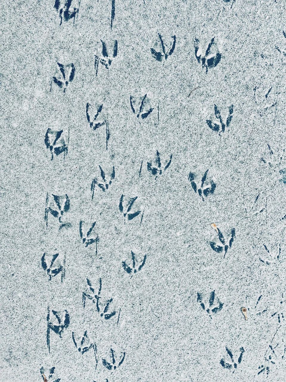 duck tracks 🦆