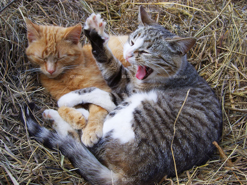 cats in the hay