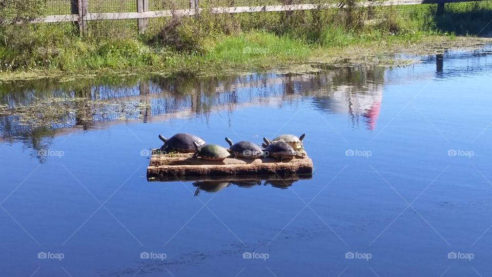 Turtles taking a rest