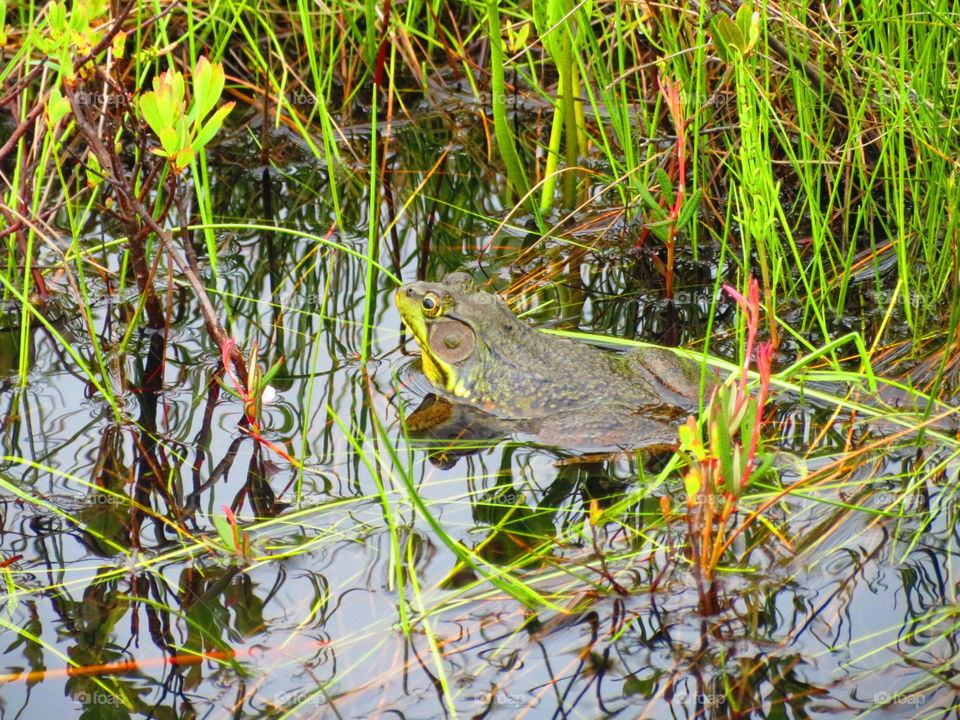 Prince in a Pond. Frog In Camouflage 