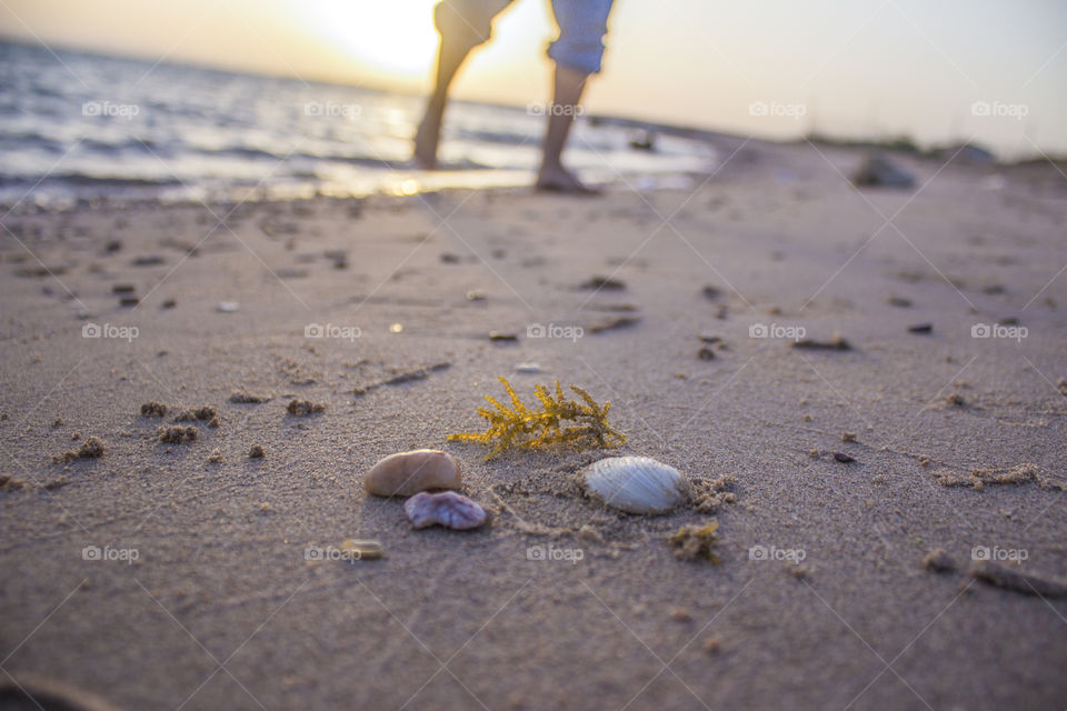 Seashells and human leg on beach