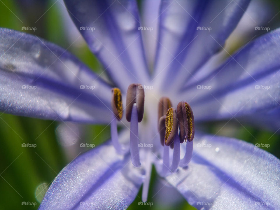 pollen on an agapanthus flower