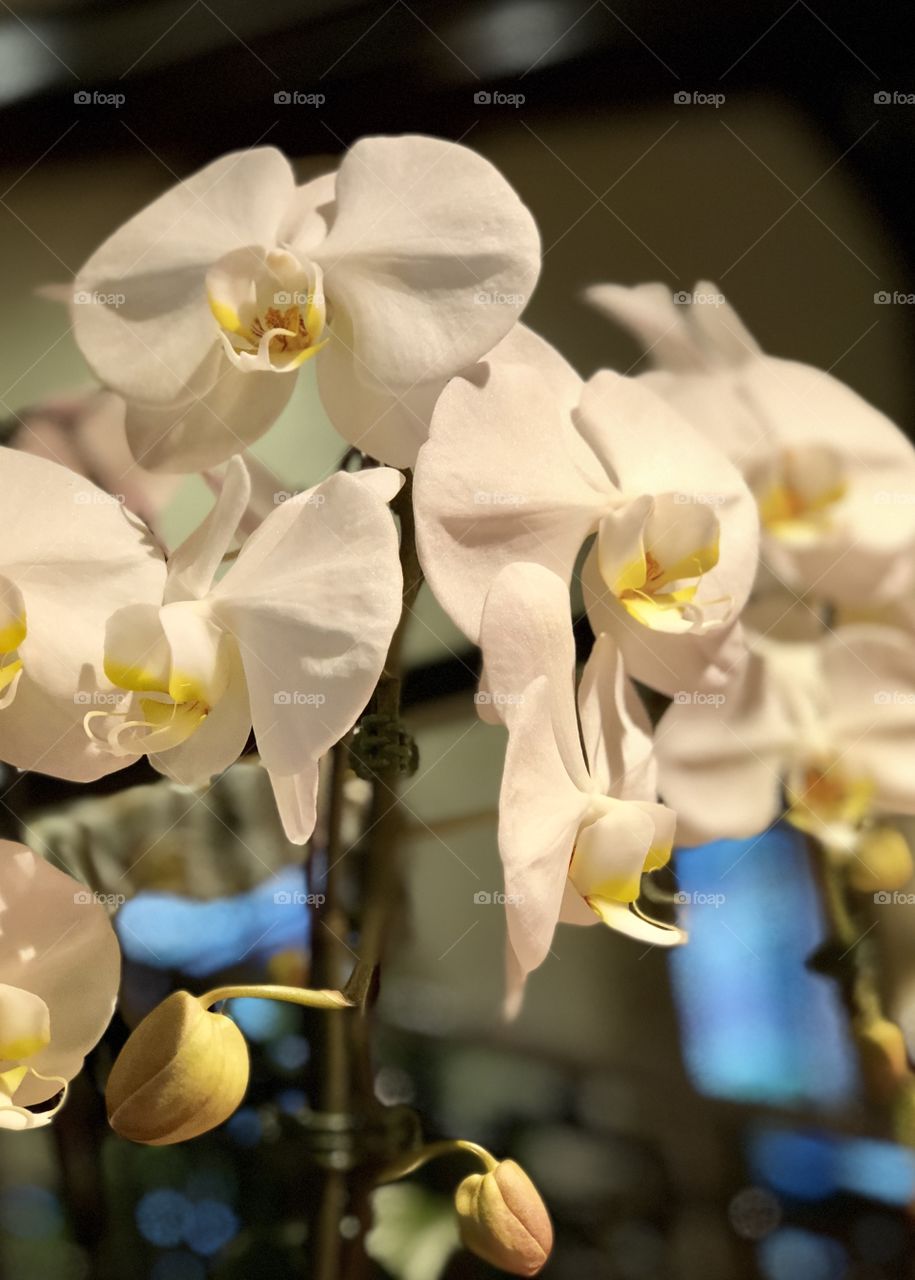 Orchids