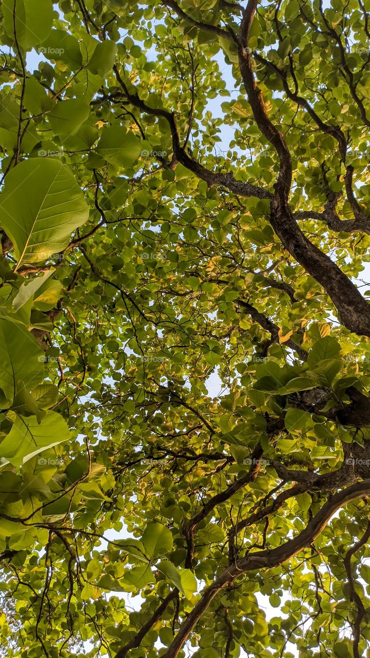 *Machine of Oxygen*
Trees gives us oxygen.So we can live on the Earth