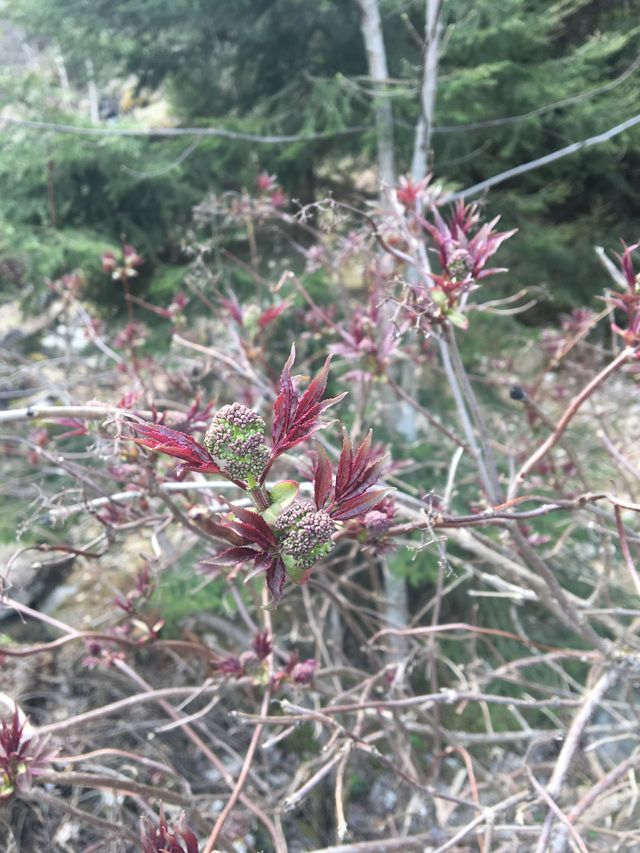 Budding leaves