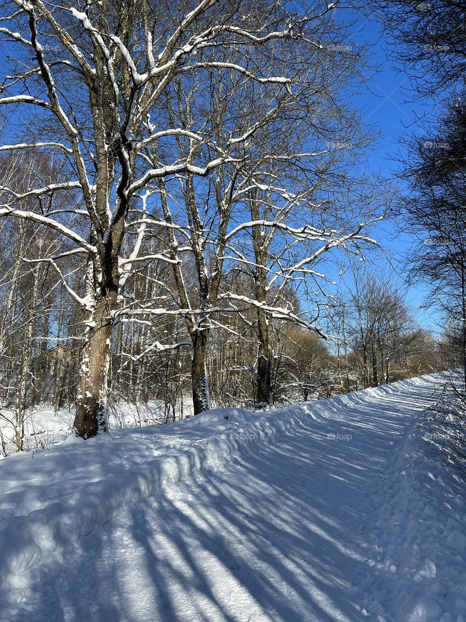 Bare trees along the snowy footpath crossed by shadows