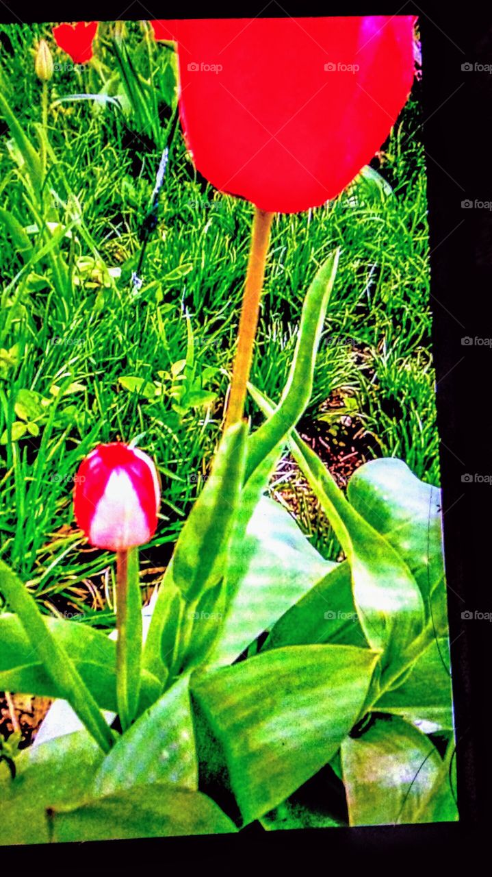 tulip in the grass