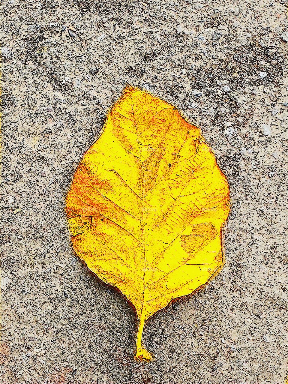 leaf