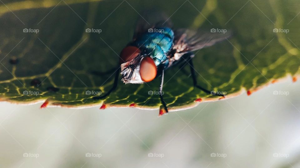 Fly on a leaf
