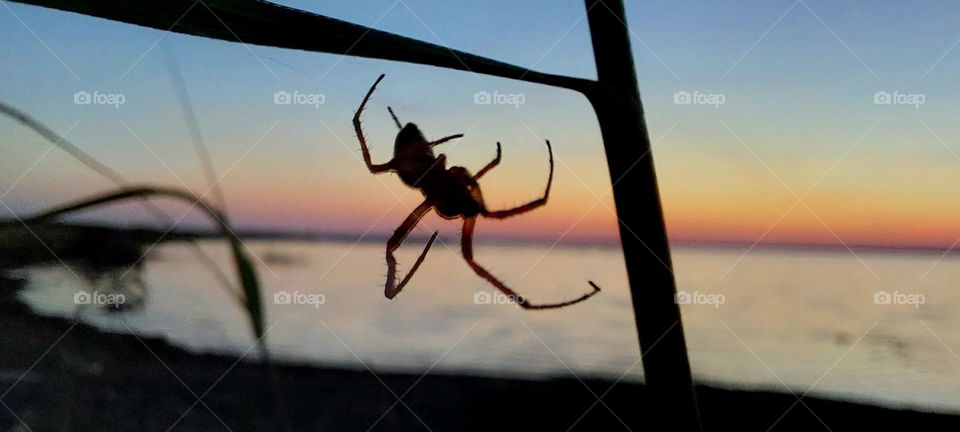 beauty in everything