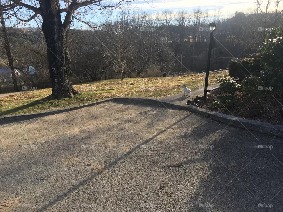 Yard