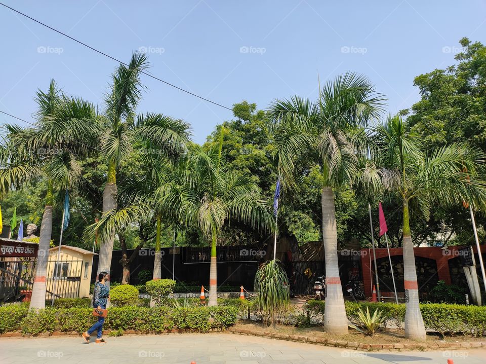 Palm trees in the park