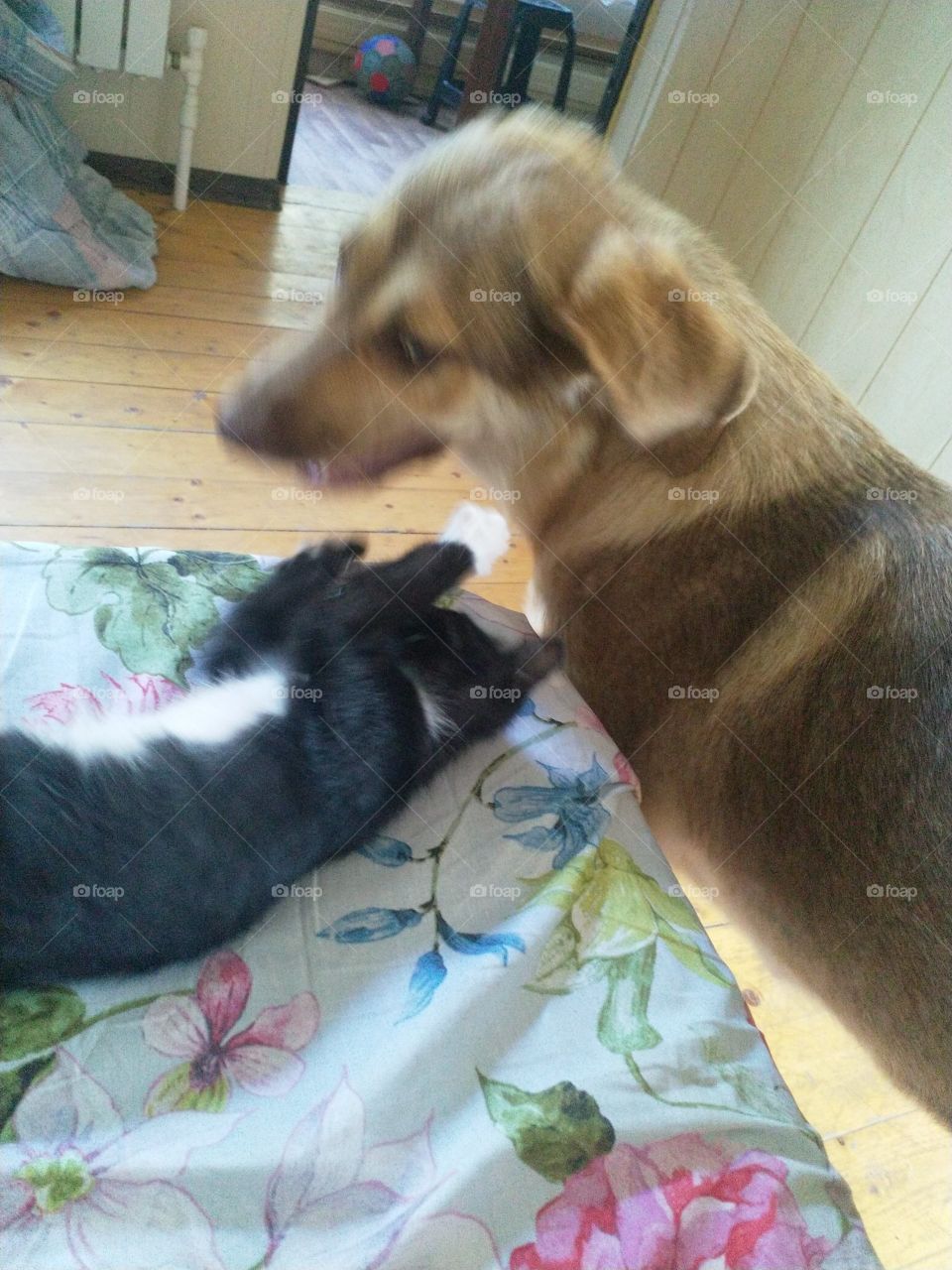 dog and cat