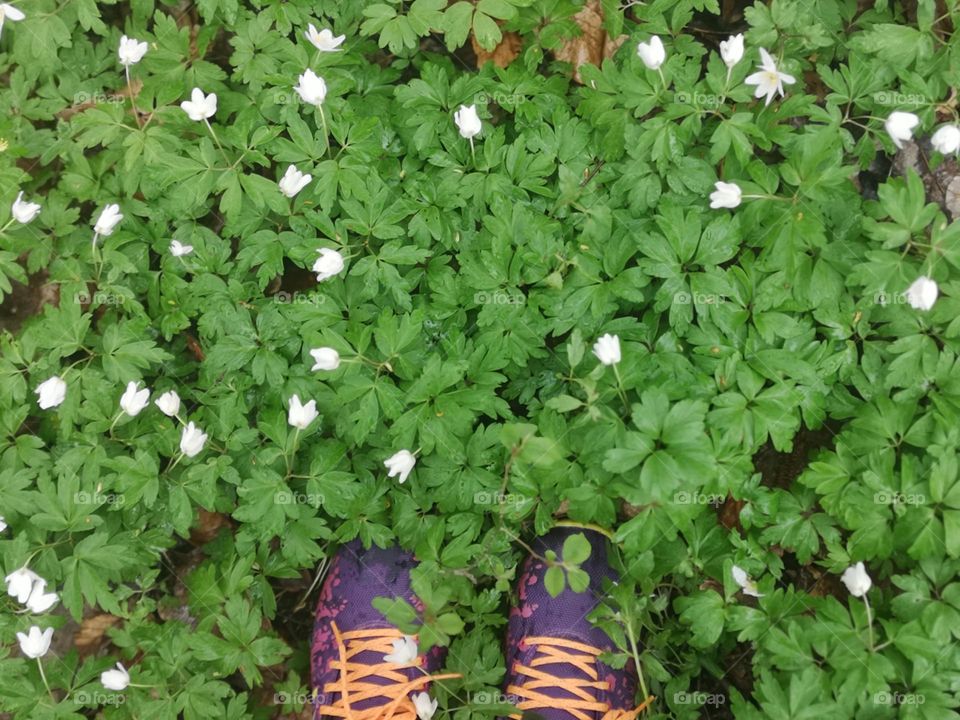 Towards spring.  Walking through the woods and observing the heralds of spring. Spring flower - Anemone nemorosa(Latin word for those white spring flowers)