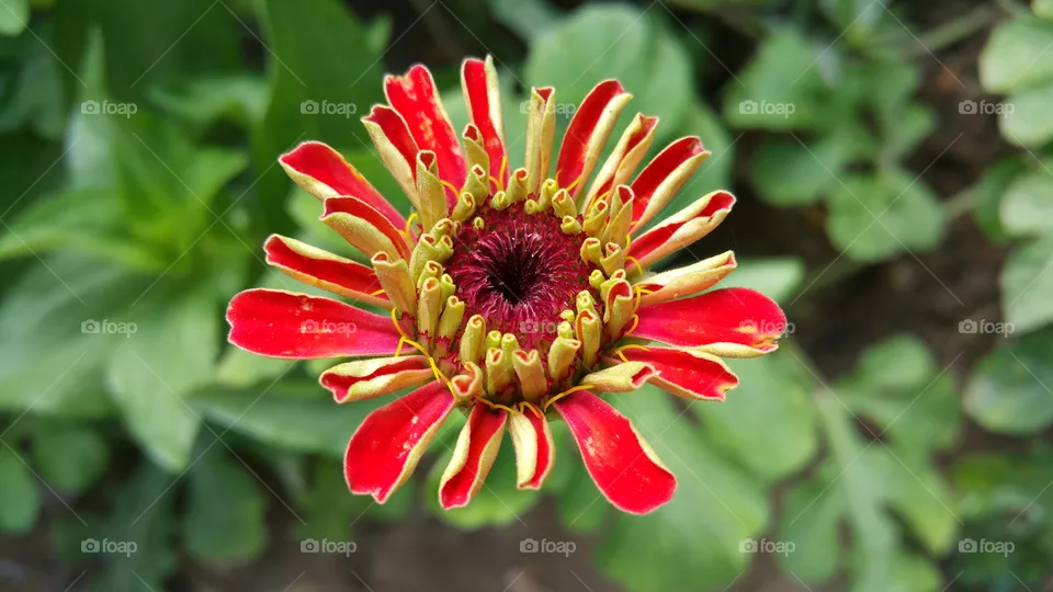 Flower