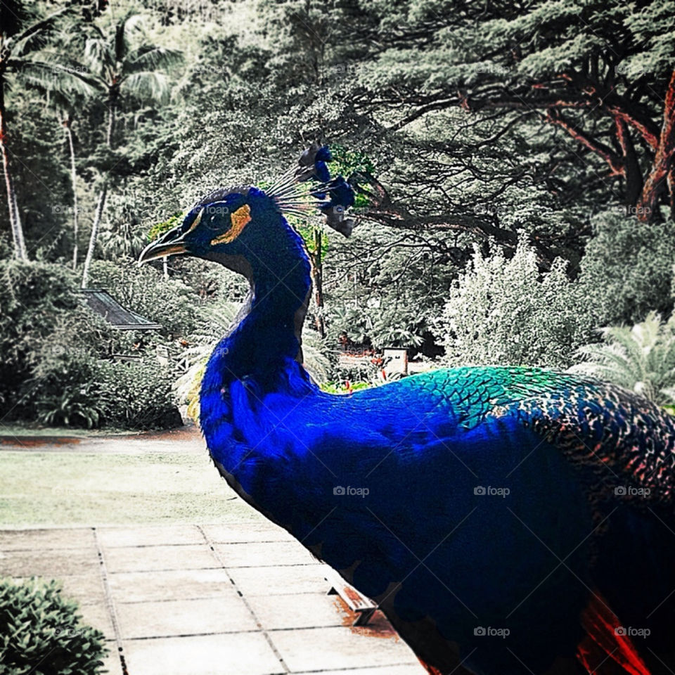 nature bird animals peacock by susanmcintire