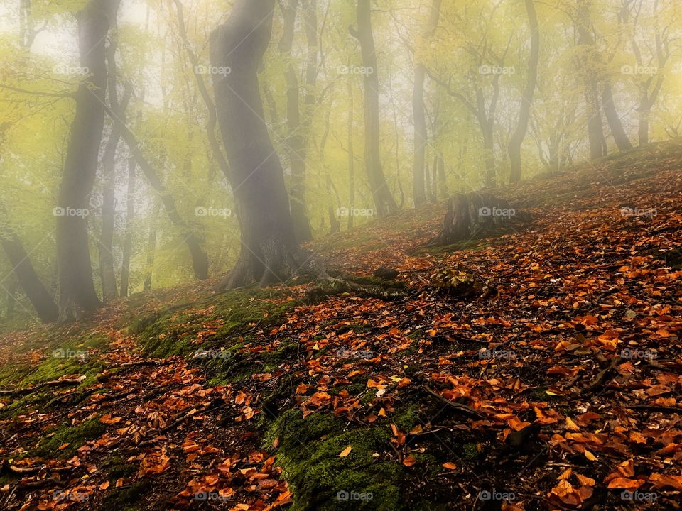 Fall, Wood, Landscape, Fog, Nature