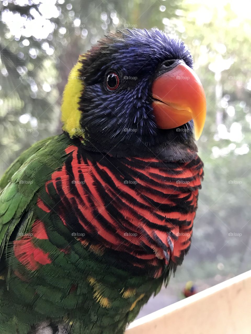 Close-up of a parrot