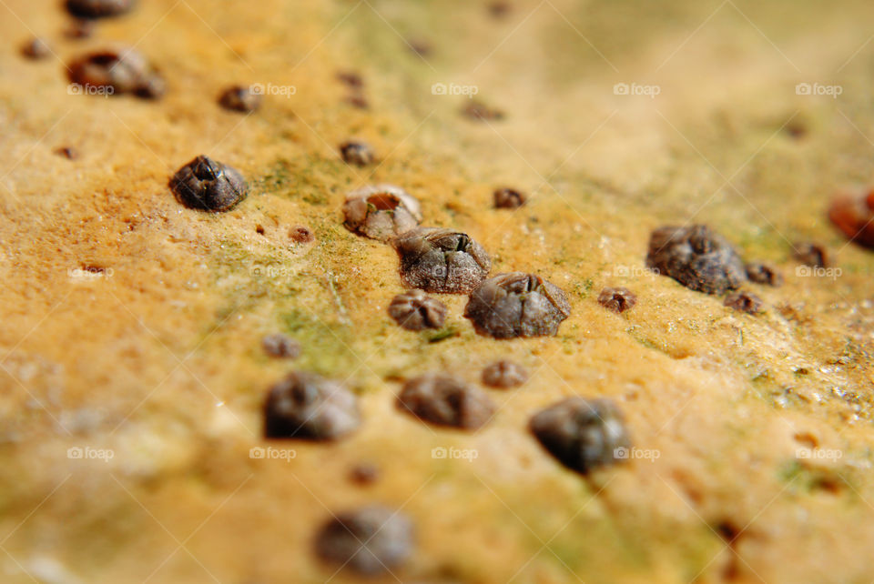 Barnacle group on the beach
