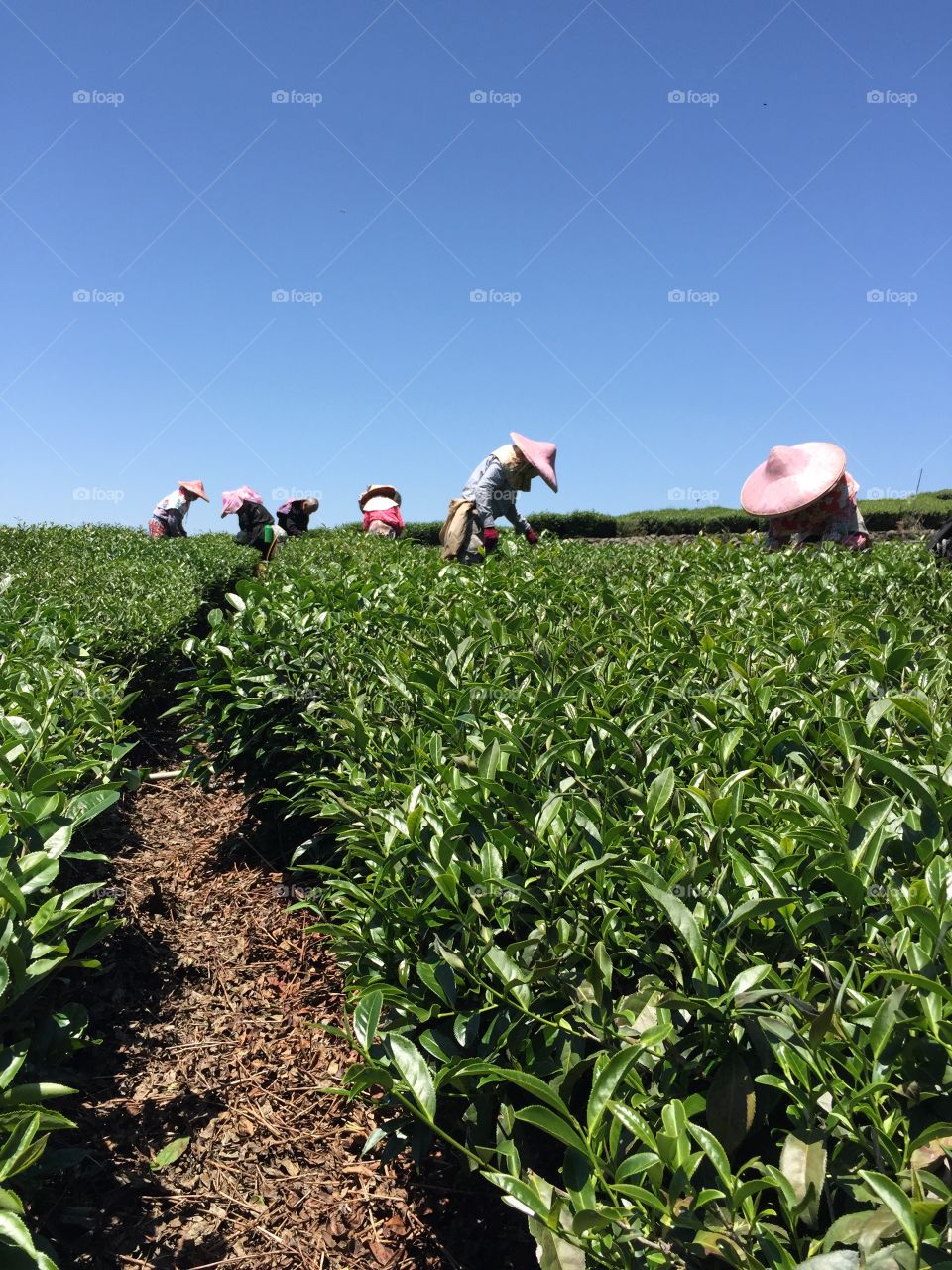Farmer in tea field