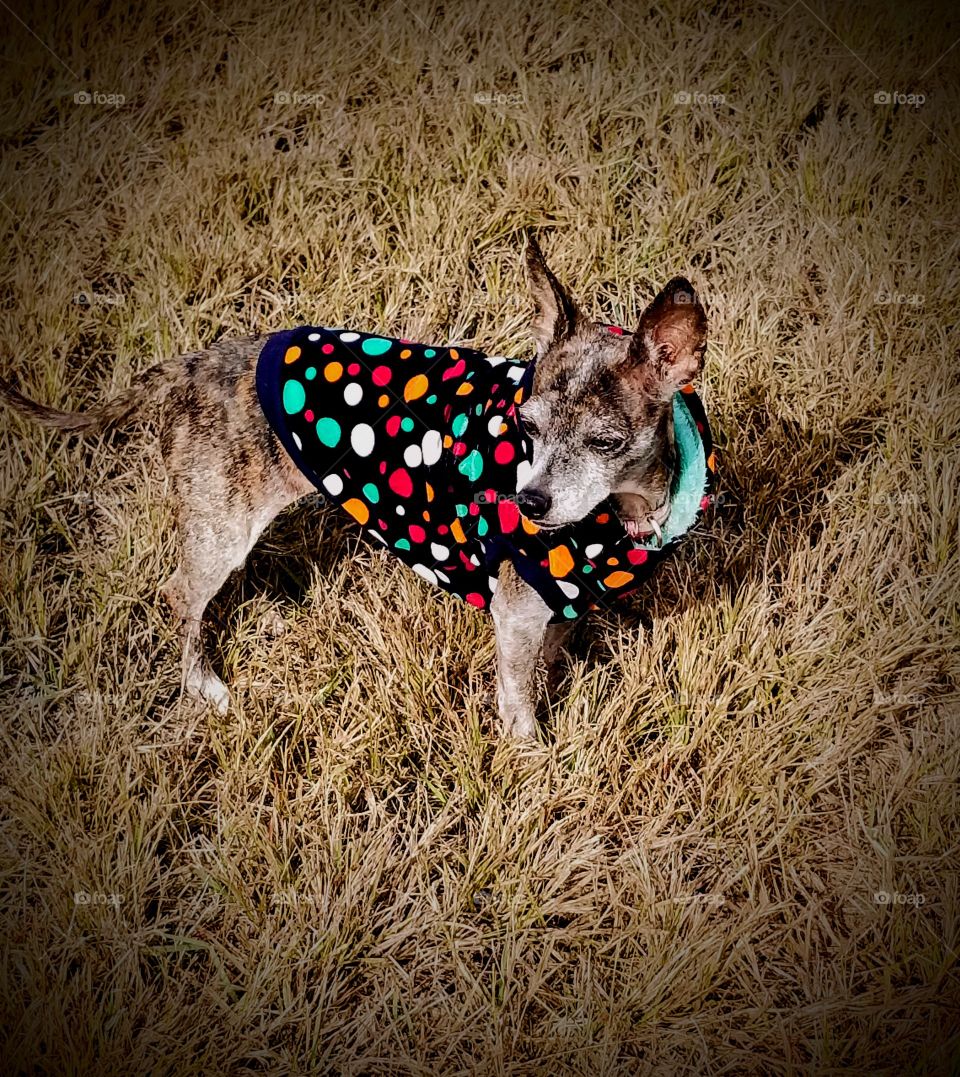 Misty Bug And Her Favorite Sweater