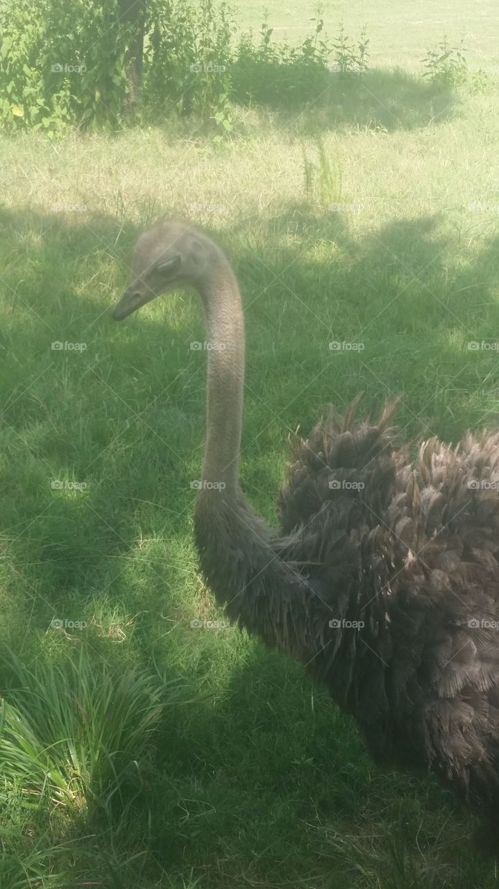 Ostrich in Profile
