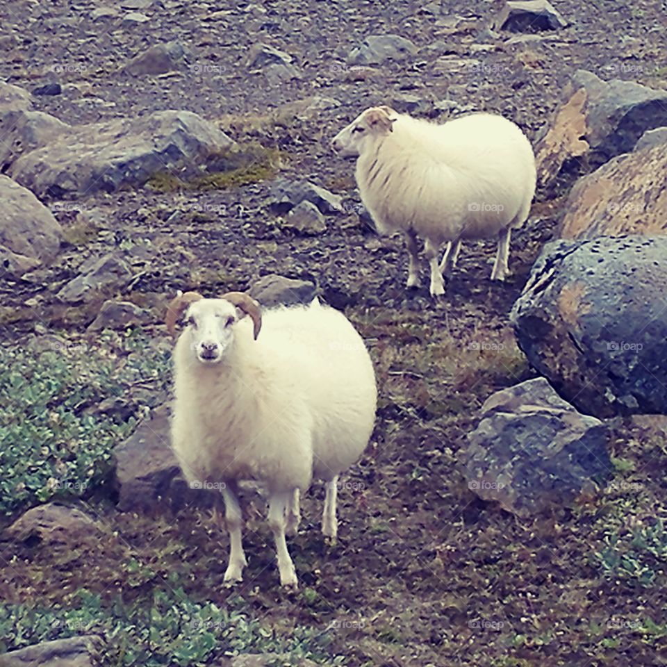 Sheep in interior of Iceland.