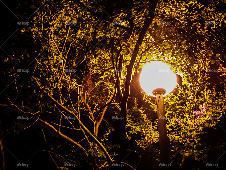 Light in a Tree. a light shining in a tree.