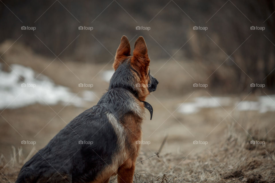 German shepherd young male dog walking outdoor at spring day