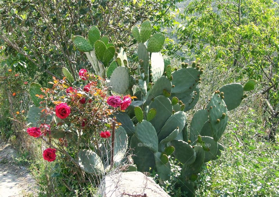 Cactus and roses