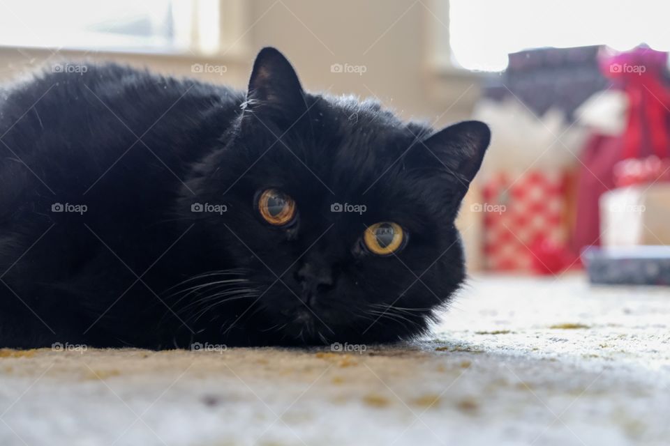 Closeup of the face of a black cat lying down, with holiday gifts in the background. 