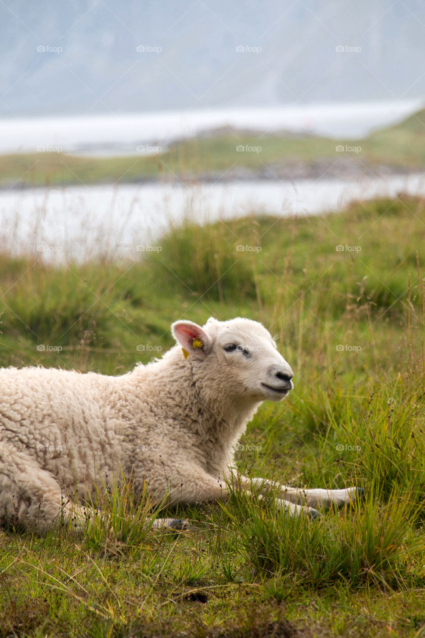 Happy little sheep 