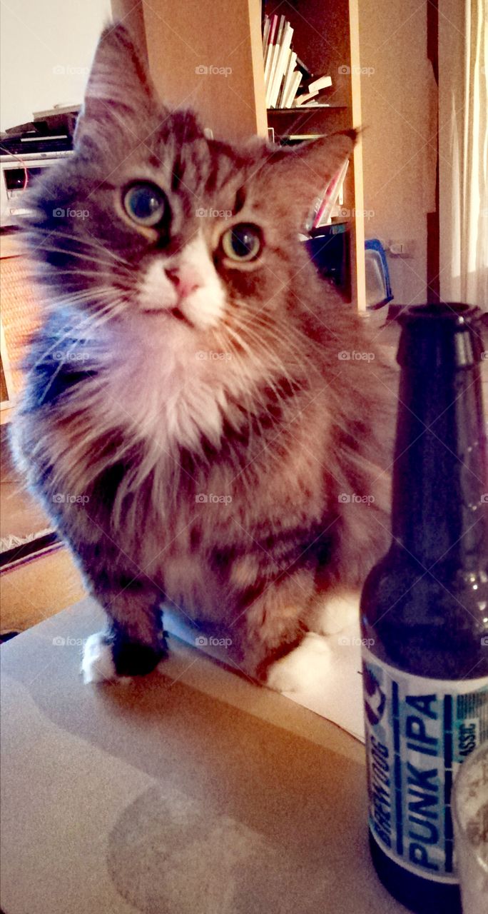 The cat and the punk IPA