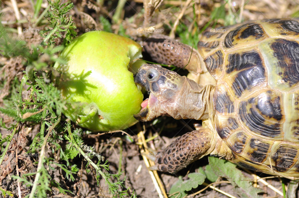 Turtle eating apple