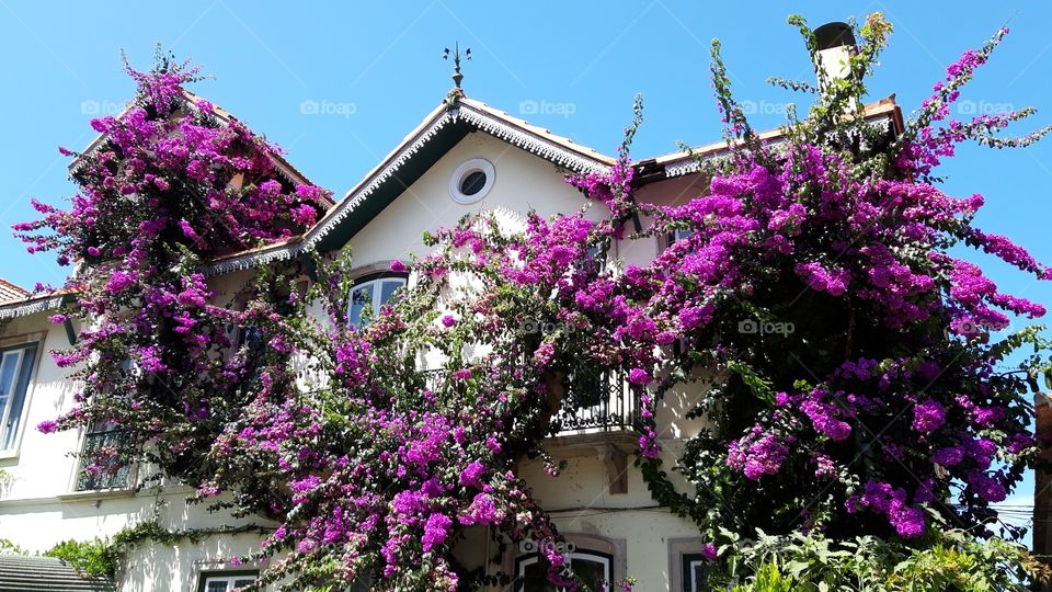 house with flowers in Sintra