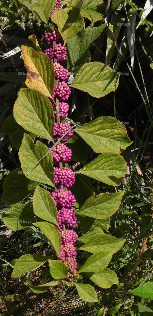 Beauty Berry