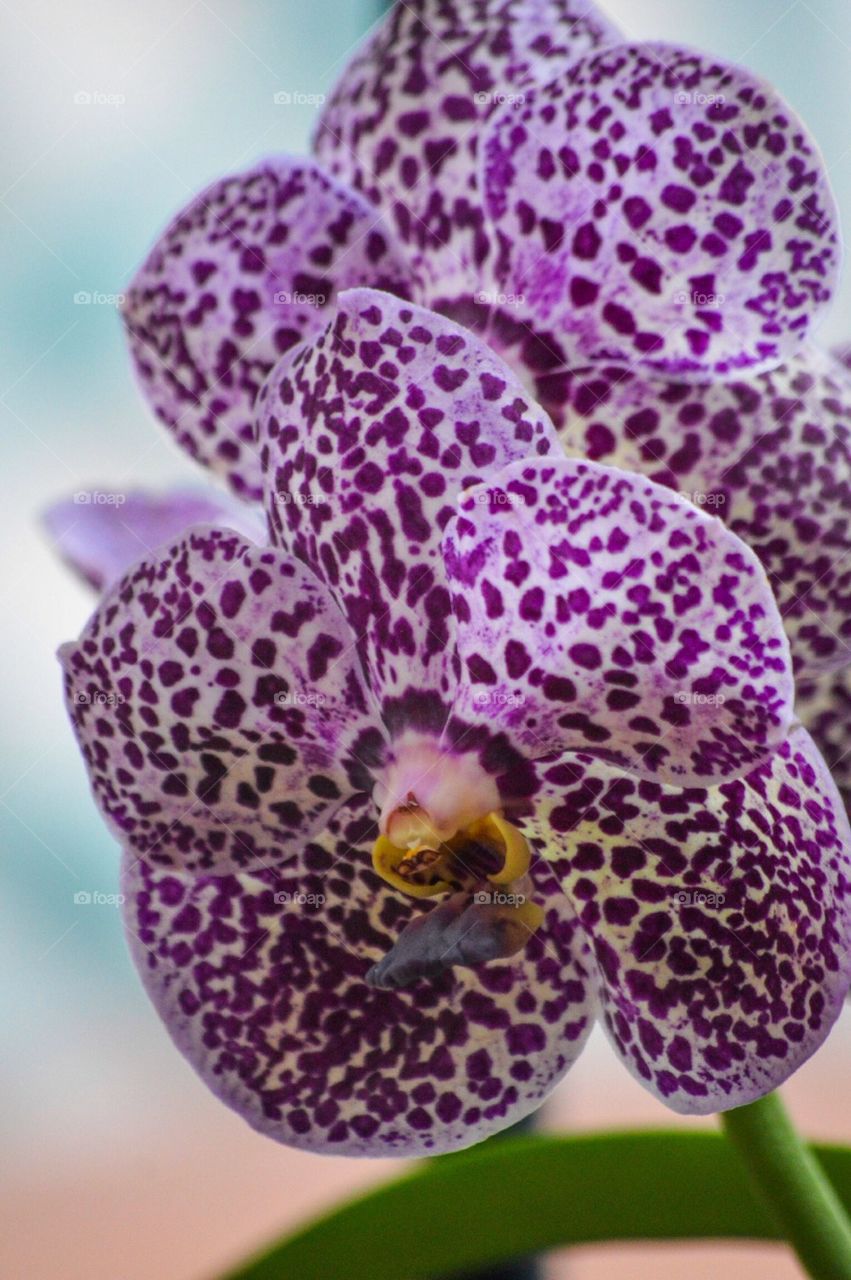 Orchid