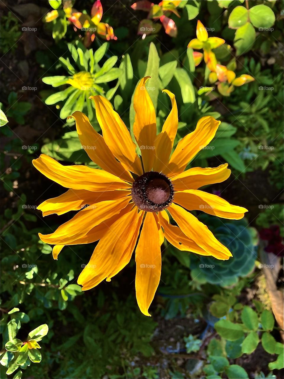Yellow Black-eyed Susan (rudbeckia)