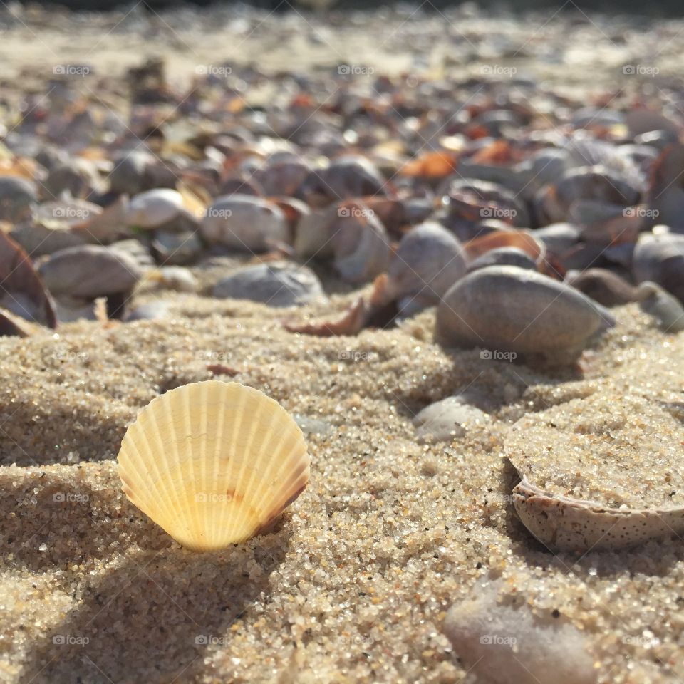 Sand, Beach, Seashell, Seashore, Shell